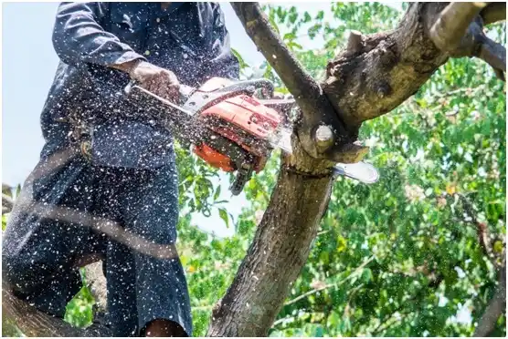 tree services Honaker